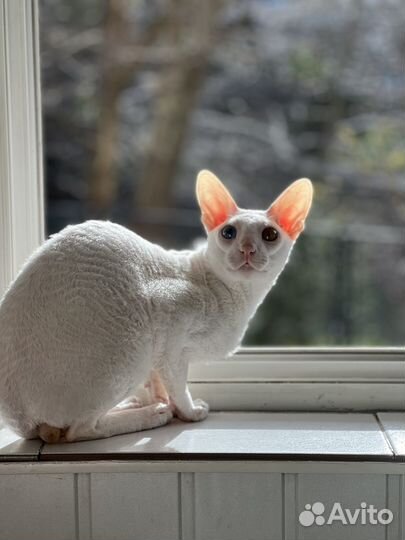 Ищу невесту