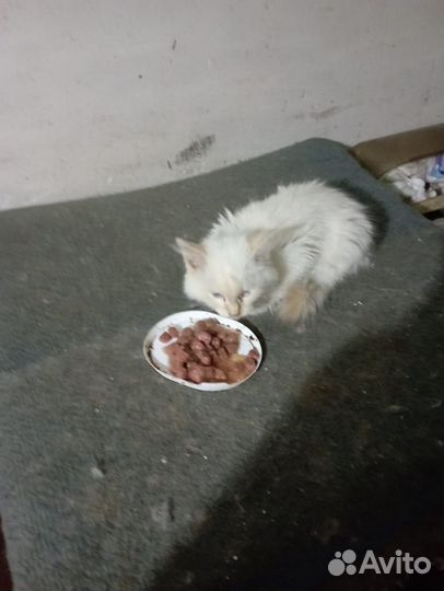 Кошки в дар бесплатно