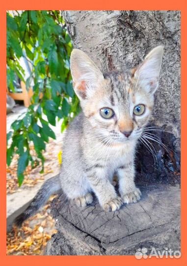 Котенок добрые руки