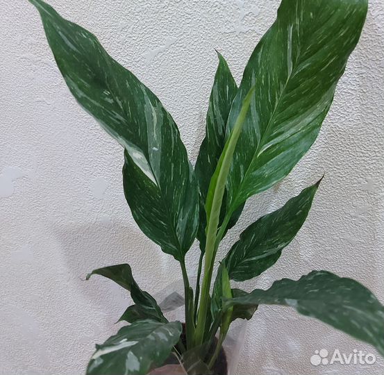 Спатифиллум Вайт Даймонд