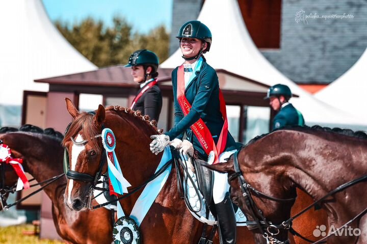 Выездковый жеребец / аренда