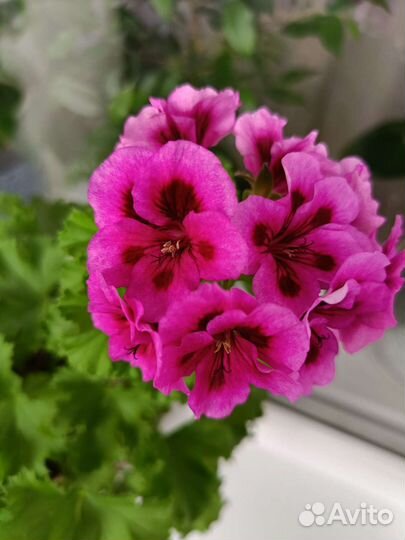 Герань королевская