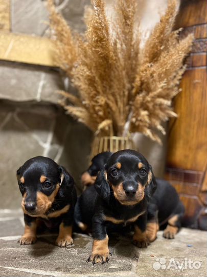 Щенки таксы