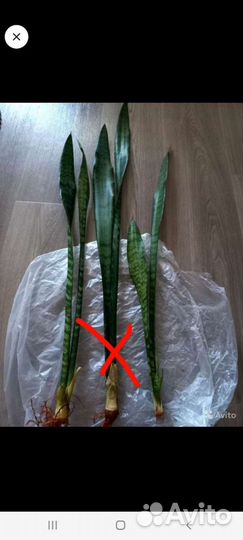 Сансевиерия,щючий хвост,тещин язык