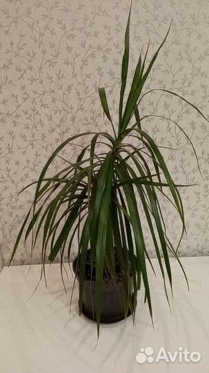 Пальма драцена взрослое растение