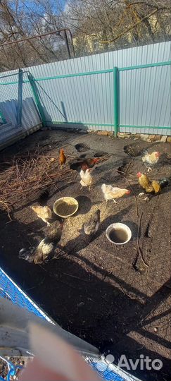 Молодые петухи