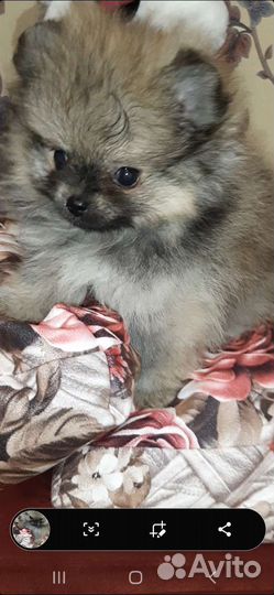 Девочка мини