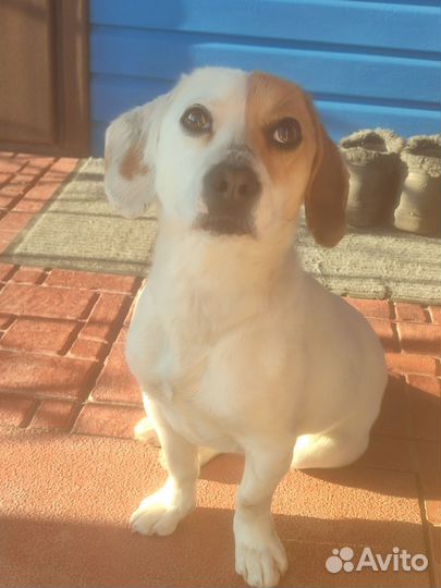 Собака в добрые руки