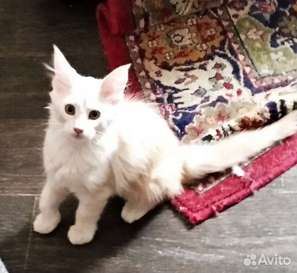 Котята мейн-кун