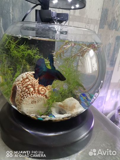 Аквариум круглый 25 л и Tetra Cascade 6.8 л