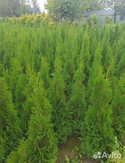 Туя Смарагд