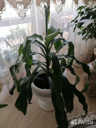 Пальма юкка