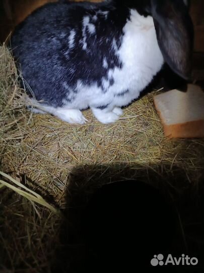 Кролики породы французский баран