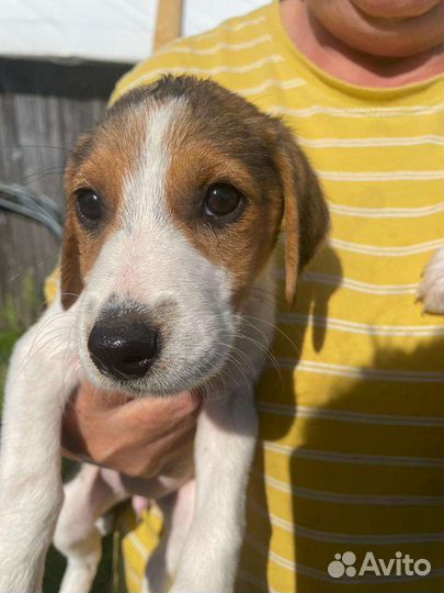 Щенки русской пегой гончей