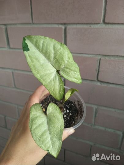 Комнатные растения цветы