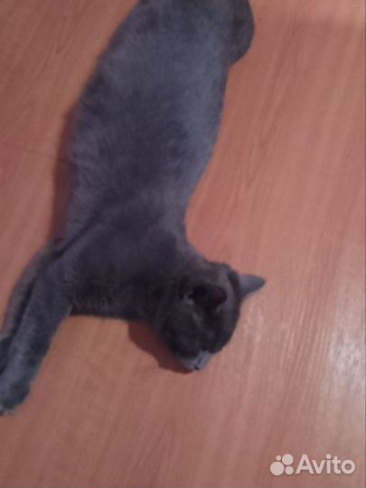 Котенок серый