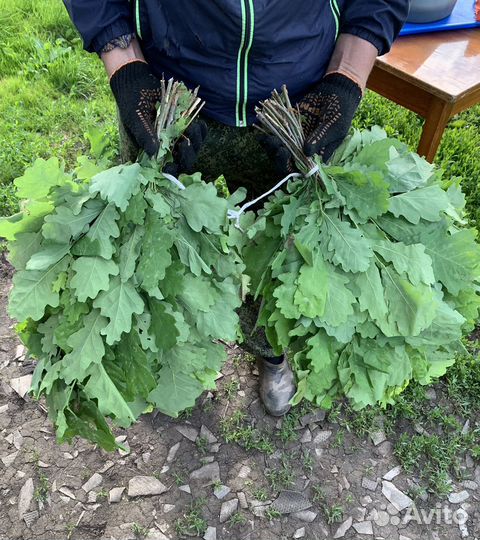 Веники дубовые