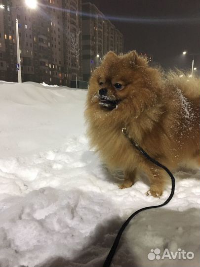 Вязка шпиц