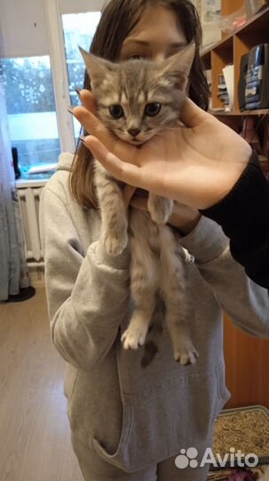 Отдам бесплатно в хорошие руки