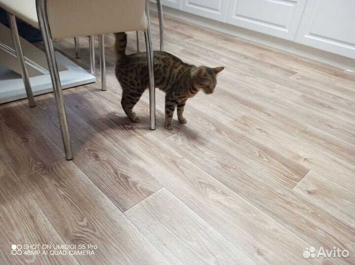 Бенгальская кошка