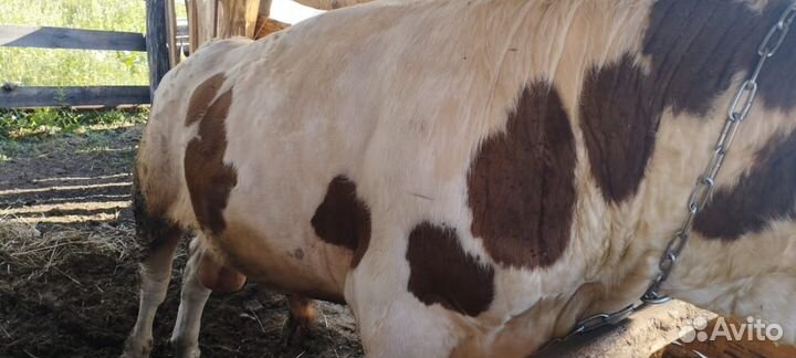 Продам быка