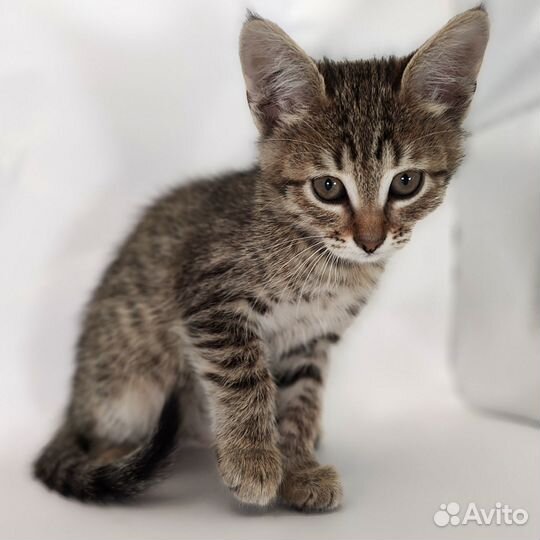 Котята бесплатно