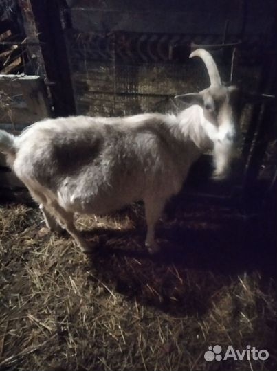 Коза нубийская