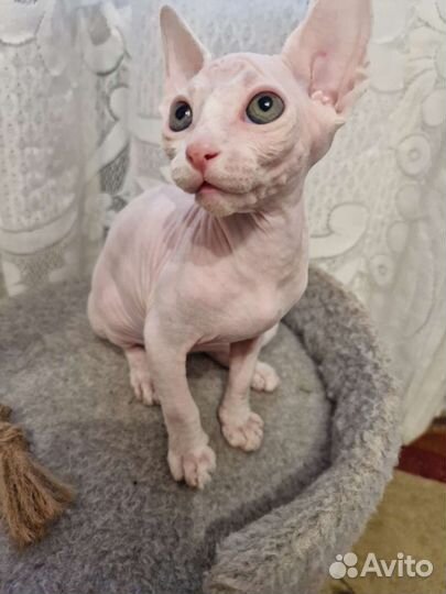 Канадский сфинкс