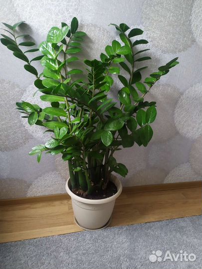 Замиокулькас