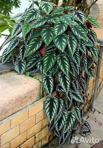 Циссусы 7 сортов