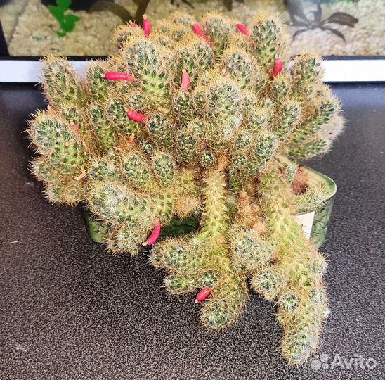 Кактус Маммилярия Вильда (Mammillaria Wildii)