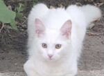 Белоснежный котенок кот