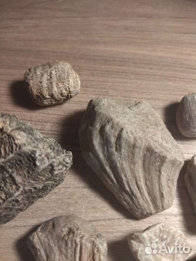 Кораллы, набор