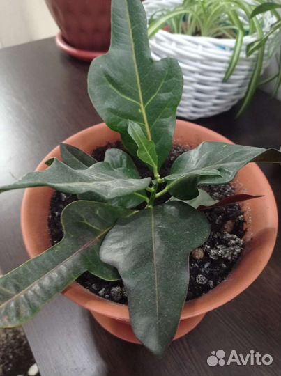 Кодиеум пестрый