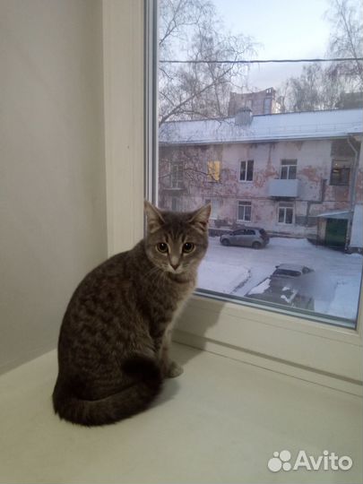 Помогите животным