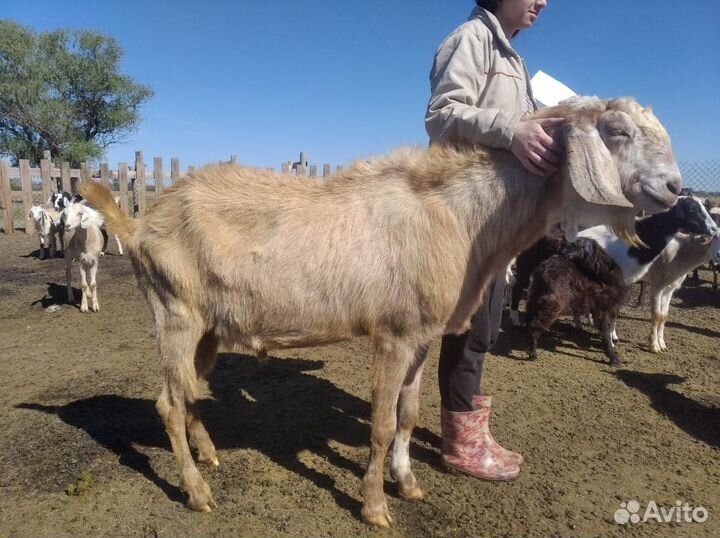 Нубийский козел