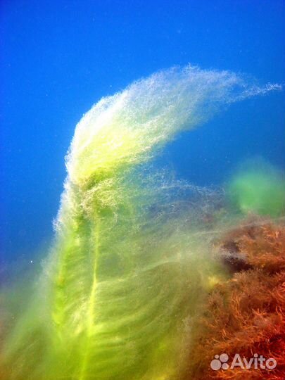 Дайвинг в Геленджике