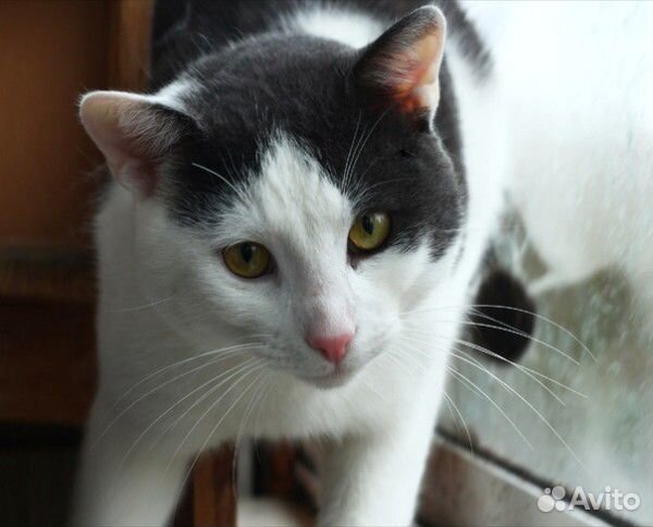 Котик в добрые руки