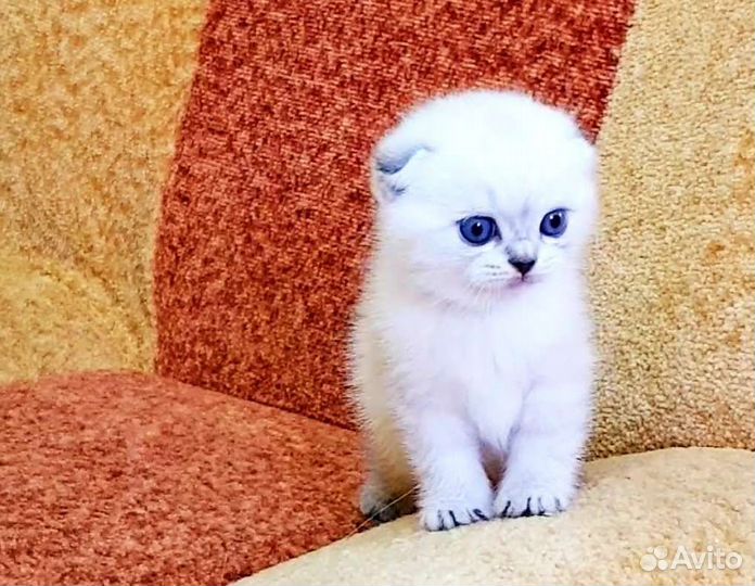 Шотландские шиншиллы