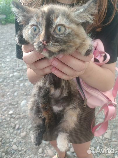 Отдам котят