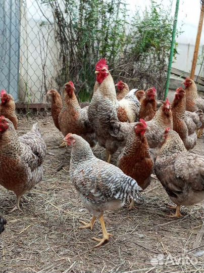 Петухи билефельдер