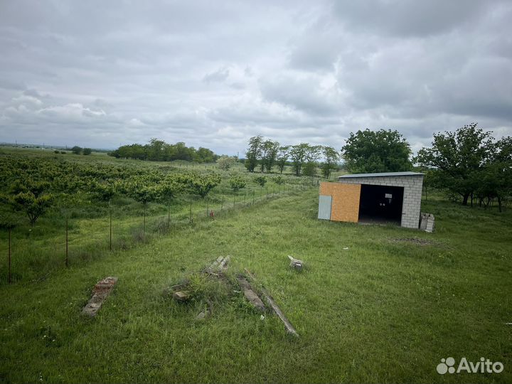 Черешневый сад