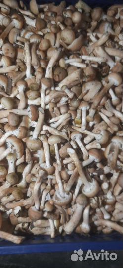 Грибы опята