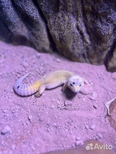 Эублефар с террариумом