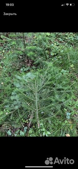 Свежие веники из пихты