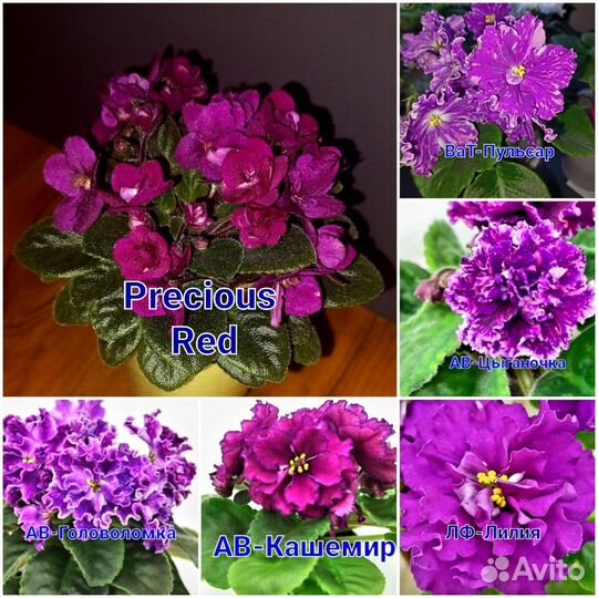 Фиалки жёлтых и красных сортов