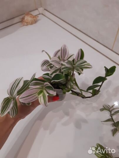 Традесканция