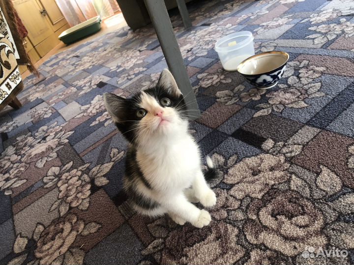 Котенок
