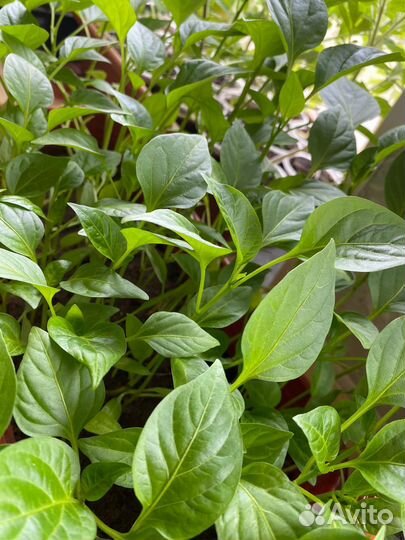 Рассада перца