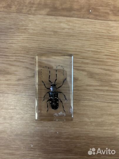 Насекомые под стеклом(коллекционные)